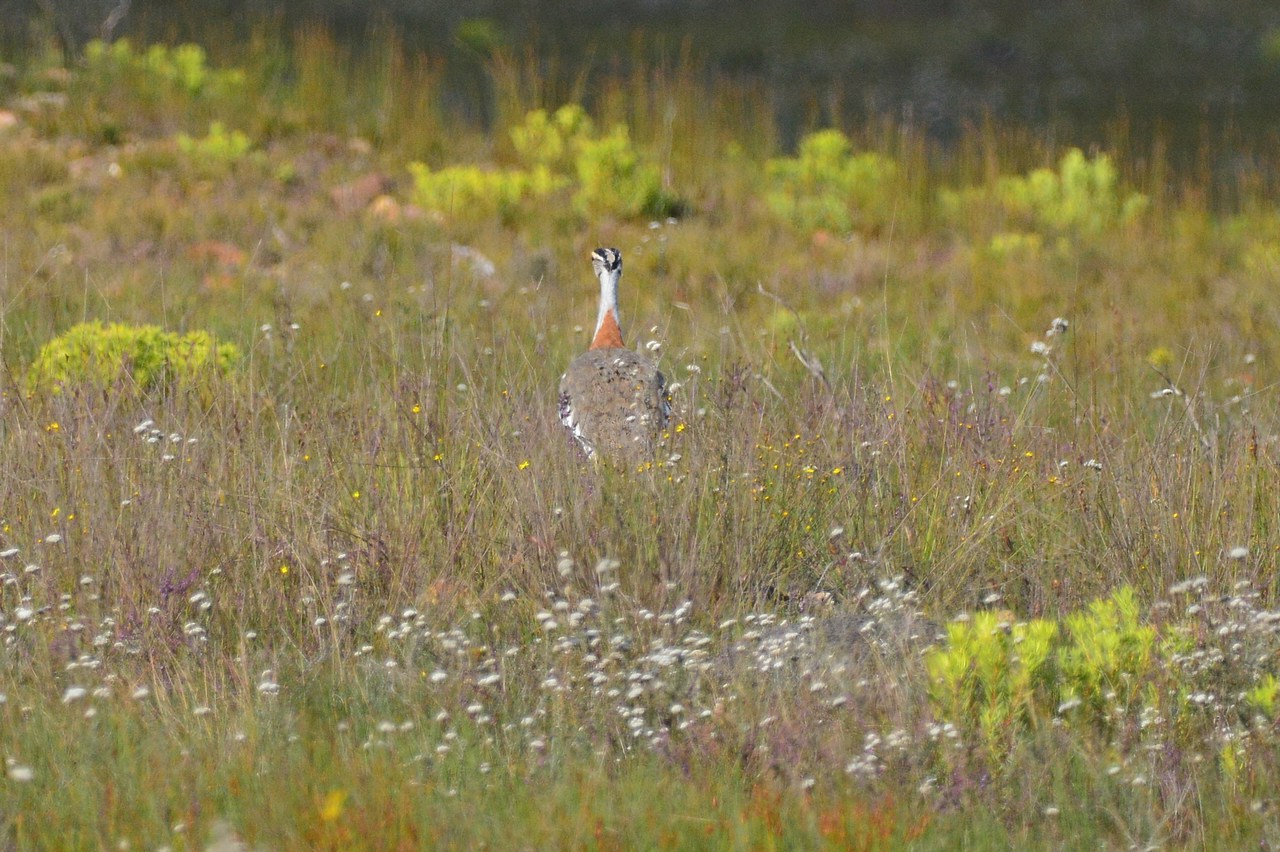 Neotis denhami stanleyi